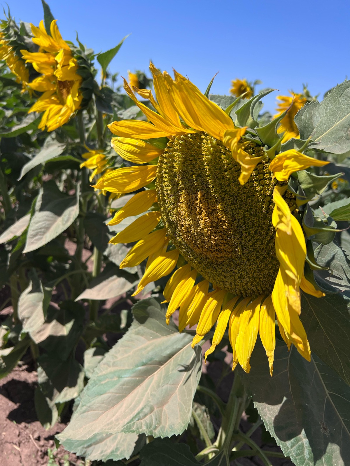 Gobierno de Sonora trabajará con productores para definir estrategias de cultivos 